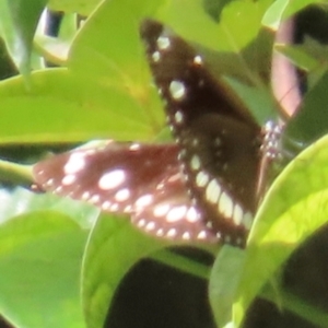 Euploea corinna at The Caves, QLD - 20 Aug 2024 03:05 PM