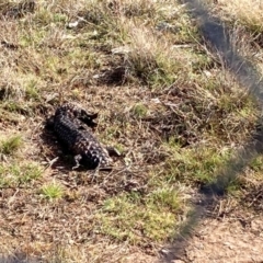 Tiliqua rugosa (Shingleback Lizard) at Bonner, ACT - 19 Aug 2024 by Jenny54