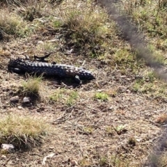 Tiliqua rugosa at Bonner, ACT - 20 Aug 2024 09:49 AM