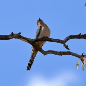 Cacomantis flabelliformis at Strathnairn, ACT - 20 Aug 2024