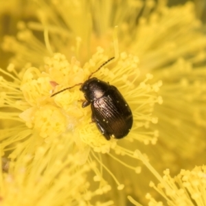 Chaetocnema sp. at Belconnen, ACT - 20 Aug 2024