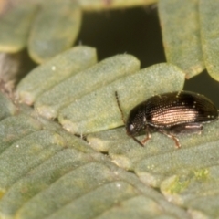 Chaetocnema sp. at Belconnen, ACT - 20 Aug 2024