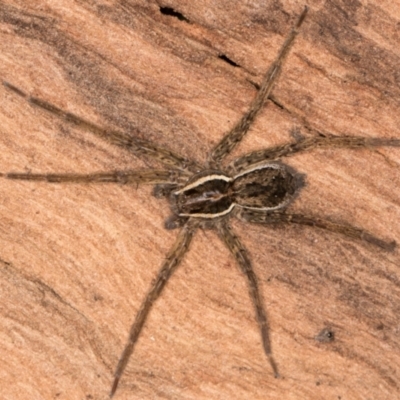 Dolomedes (genus) (Fishing spider) at Belconnen, ACT - 20 Aug 2024 by kasiaaus