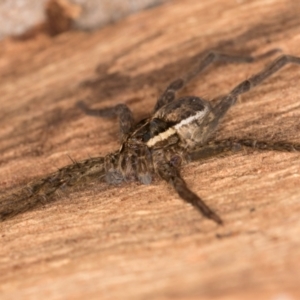 Dolomedes sp. (genus) at Belconnen, ACT - 20 Aug 2024