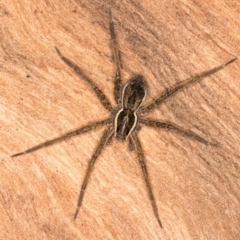 Dolomedes sp. (genus) at Belconnen, ACT - 20 Aug 2024