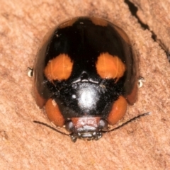 Paropsisterna beata (Blessed Leaf Beetle) at Belconnen, ACT - 20 Aug 2024 by kasiaaus