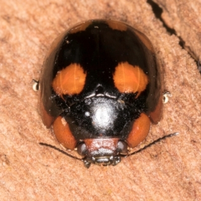 Paropsisterna beata (Blessed Leaf Beetle) at Belconnen, ACT - 20 Aug 2024 by kasiaaus