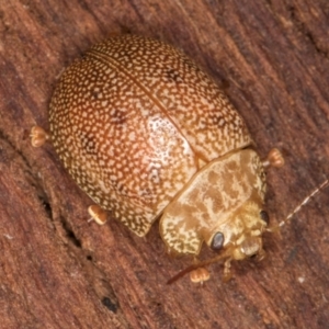 Paropsis atomaria at Belconnen, ACT - 20 Aug 2024