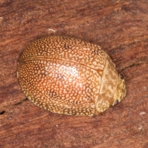 Paropsis atomaria at Belconnen, ACT - 20 Aug 2024