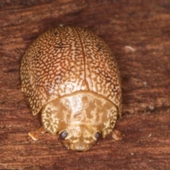 Paropsis atomaria at Belconnen, ACT - 20 Aug 2024