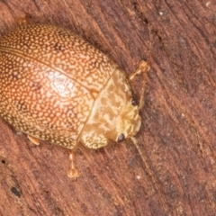 Paropsis atomaria at Belconnen, ACT - 20 Aug 2024