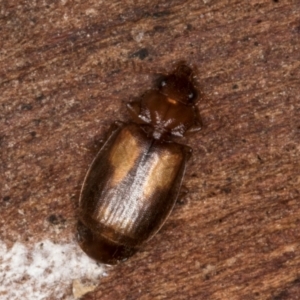 Agonocheila sp. (genus) at Belconnen, ACT - 20 Aug 2024