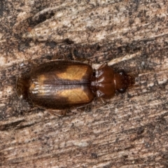 Agonocheila sp. (genus) at Belconnen, ACT - 20 Aug 2024 01:20 PM