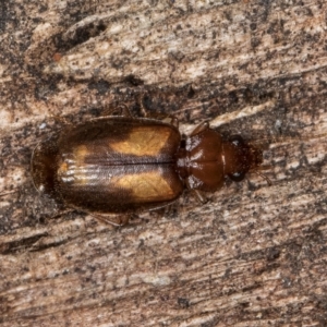 Agonocheila sp. (genus) at Belconnen, ACT - 20 Aug 2024