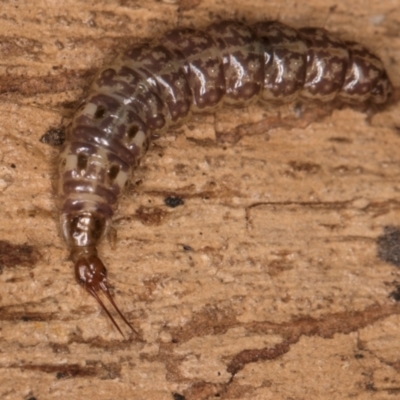 Osmylidae sp. (family) (Osmylid lacewing) at Belconnen, ACT - 20 Aug 2024 by kasiaaus