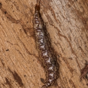 Osmylidae sp. (family) at Belconnen, ACT - 20 Aug 2024