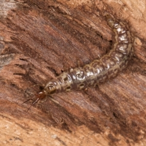 Osmylidae sp. (family) at Belconnen, ACT - 20 Aug 2024