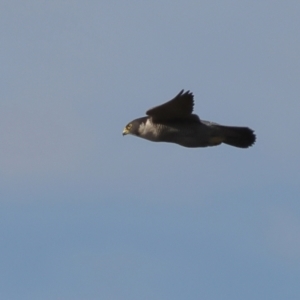 Falco peregrinus at Strathnairn, ACT - 20 Aug 2024