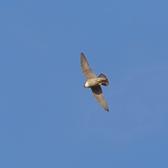 Falco peregrinus at Strathnairn, ACT - 20 Aug 2024