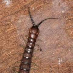 Cormocephalus aurantiipes (Orange-legged Centipede) at Belconnen, ACT - 20 Aug 2024 by kasiaaus