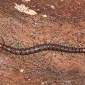 Cormocephalus aurantiipes at Belconnen, ACT - 20 Aug 2024 01:28 PM