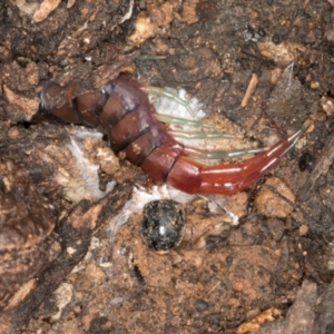 Cormocephalus aurantiipes at Belconnen, ACT - 20 Aug 2024