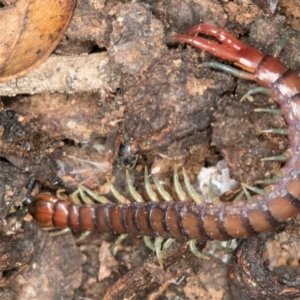 Cormocephalus aurantiipes at Belconnen, ACT - 20 Aug 2024