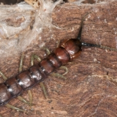 Cormocephalus aurantiipes at Belconnen, ACT - 20 Aug 2024 01:28 PM