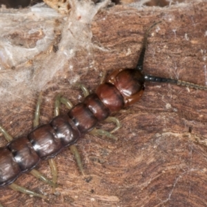 Cormocephalus aurantiipes at Belconnen, ACT - 20 Aug 2024