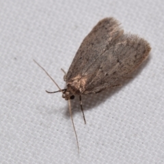 Oecophoridae (family) (Unidentified Oecophorid concealer moth) at Jerrabomberra, NSW - 20 Aug 2024 by DianneClarke