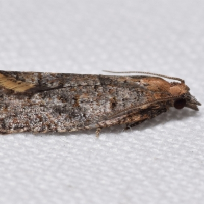 Tortricinae (subfamily) (A tortrix moth) at Jerrabomberra, NSW - 20 Aug 2024 by DianneClarke