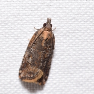 Tortricinae (subfamily) at Jerrabomberra, NSW - 20 Aug 2024