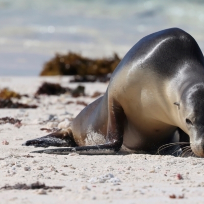 Neophoca cinerea (Australian sea-lion) at Houtman Abrolhos, WA - 17 Apr 2024 by jb2602