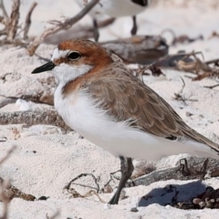 Anarhynchus ruficapillus at Houtman Abrolhos, WA - 17 Apr 2024