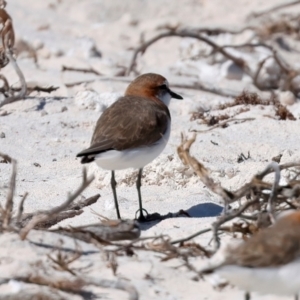 Anarhynchus ruficapillus at Houtman Abrolhos, WA - 17 Apr 2024