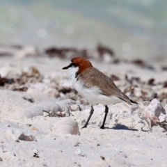 Anarhynchus ruficapillus at Houtman Abrolhos, WA - 17 Apr 2024