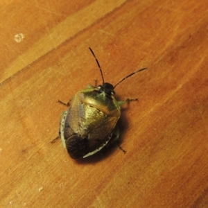 Monteithiella humeralis at Conder, ACT - 10 Jan 2024