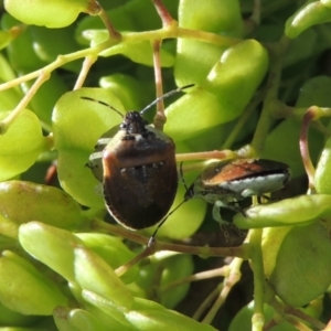 Monteithiella humeralis at Conder, ACT - 10 Jan 2024