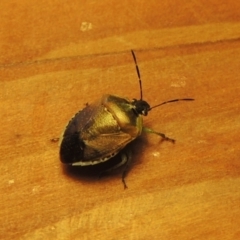 Monteithiella humeralis at Conder, ACT - 10 Jan 2024