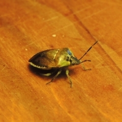 Monteithiella humeralis at Conder, ACT - 10 Jan 2024