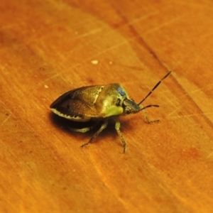 Monteithiella humeralis at Conder, ACT - 10 Jan 2024