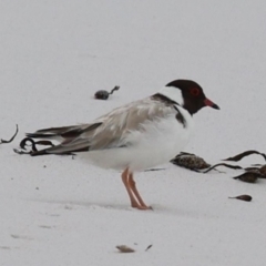 Thinornis cucullatus cucullatus (Hooded Plover (eastern)) at Friendly Beaches, TAS by MichaelBedingfield