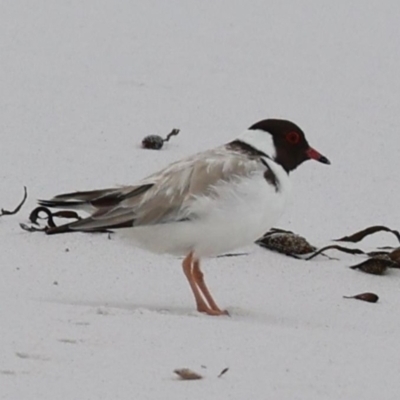 Thinornis cucullatus cucullatus (Hooded Plover (eastern)) at Friendly Beaches, TAS - 5 Mar 2022 by MichaelBedingfield