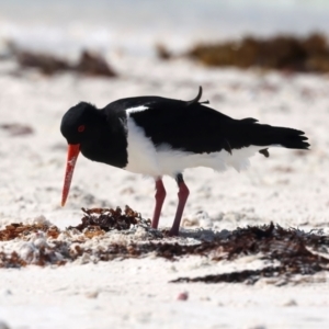 Haematopus longirostris at Houtman Abrolhos, WA - 17 Apr 2024