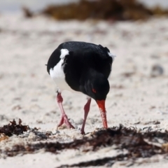 Haematopus longirostris at Houtman Abrolhos, WA - suppressed