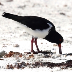 Haematopus longirostris at Houtman Abrolhos, WA - 17 Apr 2024