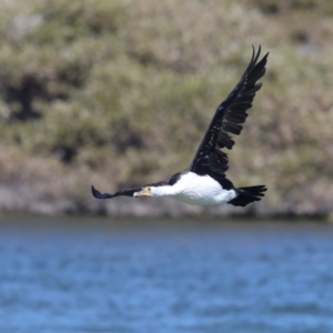 Phalacrocorax varius at Houtman Abrolhos, WA - 17 Apr 2024