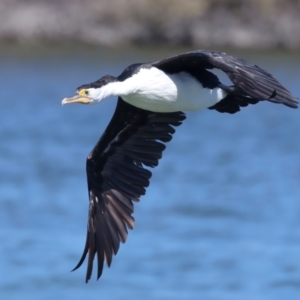 Phalacrocorax varius at Houtman Abrolhos, WA - 17 Apr 2024 01:25 PM