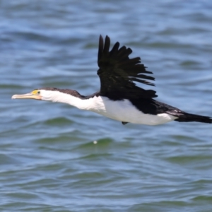 Phalacrocorax varius at Houtman Abrolhos, WA - 17 Apr 2024 01:25 PM