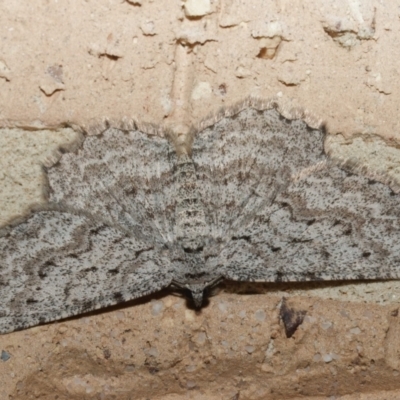 Psilosticha absorpta (Fine-waved Bark Moth) at Harrison, ACT - 20 Aug 2024 by DPRees125